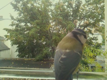 BIRD