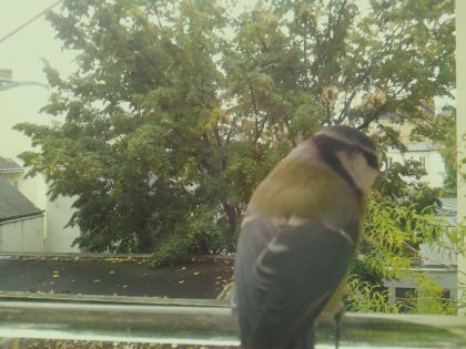 BIRD