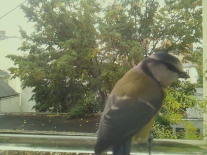 BIRD