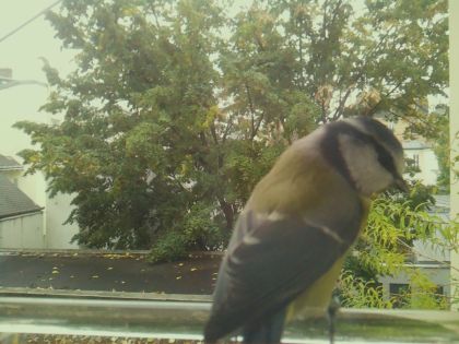 BIRD
