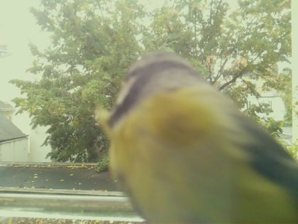 BIRD