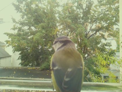 BIRD
