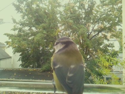 BIRD