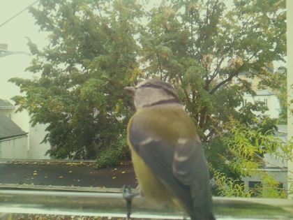BIRD