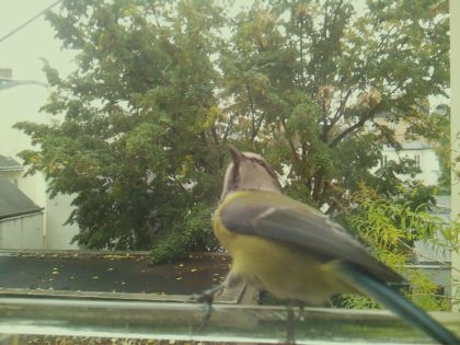 BIRD