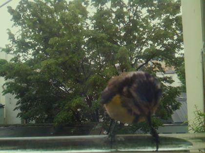 motion_20260514_101657_030_burst7_motion8212_conf0.45_bestcat.jpg
