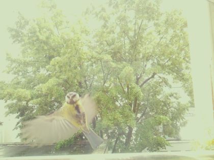 star_bird_20260602_133355_219_burst1_motion2354_conf0.76_bestbird_spcyanistes_caeruleus_spconf1.00.jpg