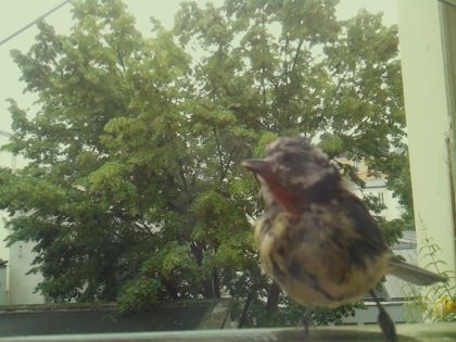 star_bird_20260604_093656_493_burst6_motion1539_conf1.00_bestbird_spspinus_spinus_spconf0.23.jpg