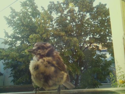 star_bird_20260611_065246_932_burst4_motion1739_conf1.00_bestbird_spparus_major_spconf1.00.jpg