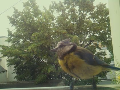 star_bird_20260612_083626_002_burst7_motion5279_conf1.00_bestbird_spcolumba_palumbus_spconf1.68.jpg