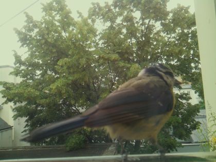 star_bird_20260612_083724_149_burst7_motion6572_conf1.00_bestbird_spcolumba_palumbus_spconf1.68.jpg