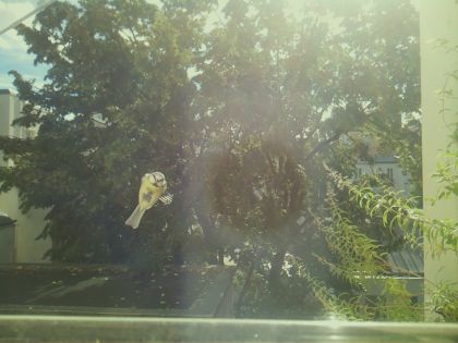 star_bird_20260917_111744_504_burst1_motion2681_conf0.00_bestnone.jpg
