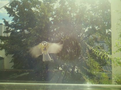 star_bird_20260917_111744_633_burst2_motion2681_conf0.00_bestnone.jpg