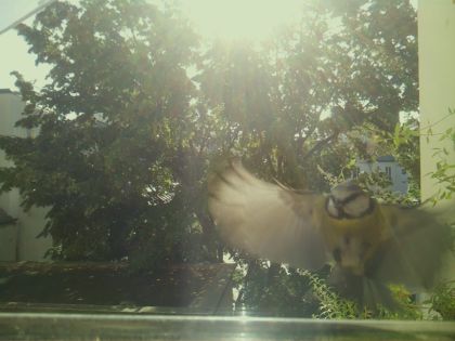 star_bird_20260918_102417_803_burst5_motion1395_conf0.80_bestbottle.jpg