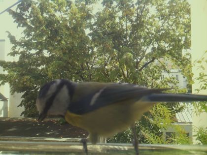 star_bird_20260921_130132_316_burst1_motion10741_conf0.77_bestdog.jpg