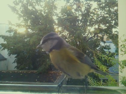 Mésange bleue