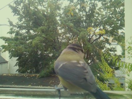 BIRD